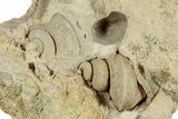 Ordovician Gastropod Fossil Association - Wisconsin #224871-1